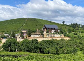 The Great Escape: A Young Couple’s $85,000 Wooden Retreat Amidst the Lush Tea Gardens of the Highlands