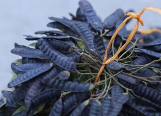 “4 Amazing Beauty Benefits of Soapberry for Your Hair”