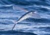The Ultimate ‘Flying’ Fish: A Master of Both Sea and Sky, Soaring up to 1000 Meters High