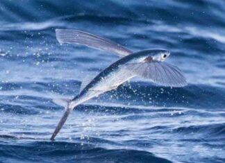 The Ultimate ‘Flying’ Fish: A Master of Both Sea and Sky, Soaring up to 1000 Meters High