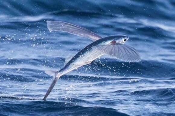 The Ultimate ‘Flying’ Fish: A Master of Both Sea and Sky, Soaring up to 1000 Meters High