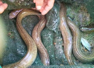 The Ultimate Guide to Indulging in a Delicacy: Wild-Caught Fish, an Unparalleled Taste Sensation