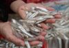 5 Wild-Caught Fish That Are Low in Mercury