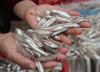 5 Wild-Caught Fish That Are Low in Mercury