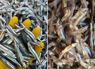 The Ultimate Omega-3 Rich Fish: An Affordable and Accessible Superfood