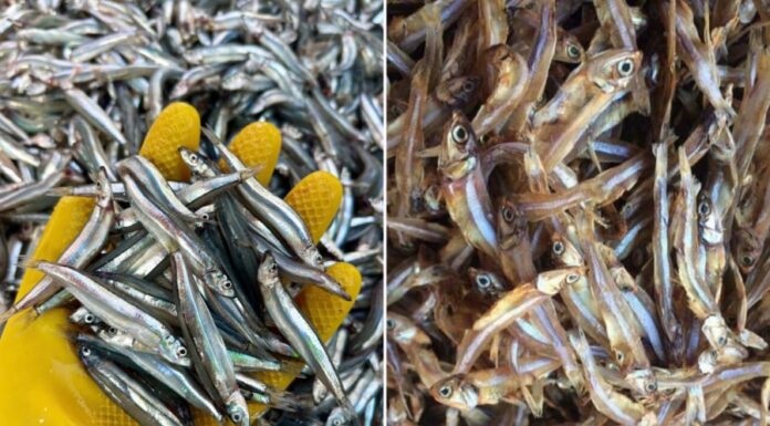 The Ultimate Omega-3 Rich Fish: An Affordable and Accessible Superfood