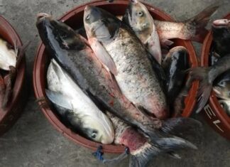 The Ultimate Superfood: Fish Beyond Nest Soup, an Affordable Delicacy.