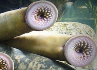 The Tasty “Ugly” Delicacy of Vietnam’s Coast: Stone Suckers, a Surprising Treat That Tastes Like Tender Pork Ribs