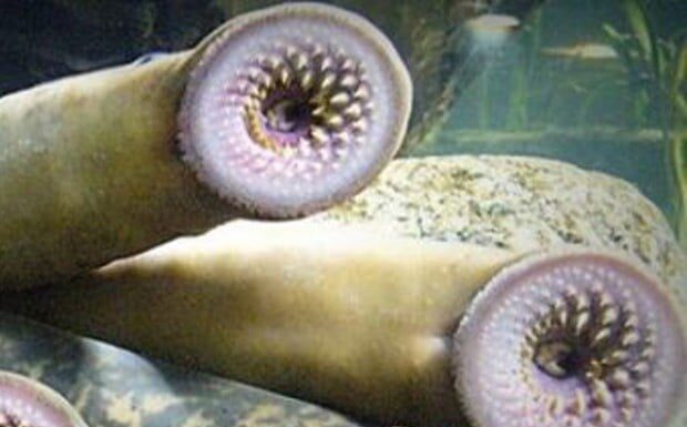 The Tasty “Ugly” Delicacy of Vietnam’s Coast: Stone Suckers, a Surprising Treat That Tastes Like Tender Pork Ribs