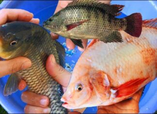 The Fattest Catch: Why You Should Avoid This Bargain Buy at the Market