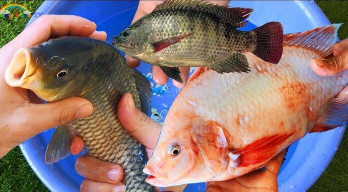 The Fattest Catch: Why You Should Avoid This Bargain Buy at the Market