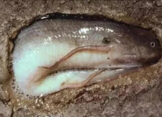 The Only Fish That Lives Five Years Without Water, Stays Fat and Happy Without Eating