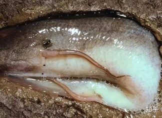 The Summer Sleeper: A Fish That Hibernates for Five Years, No Water or Food Needed