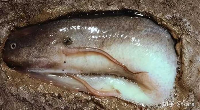 The Summer Sleeper: A Fish That Hibernates for Five Years, No Water or Food Needed