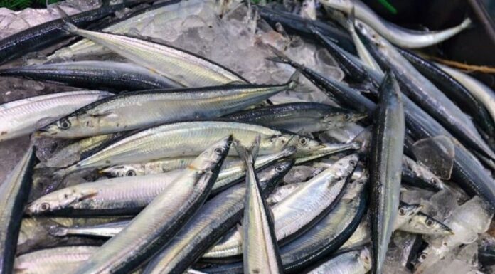 The Ultimate Fish: The Japanese Secret to a Healthy Diet