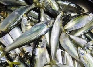 Unveiling the “Super Fish”: A Protein-Rich Alternative to Salmon, Embraced by the Health-Conscious Japanese – Is It Found in Vietnam?