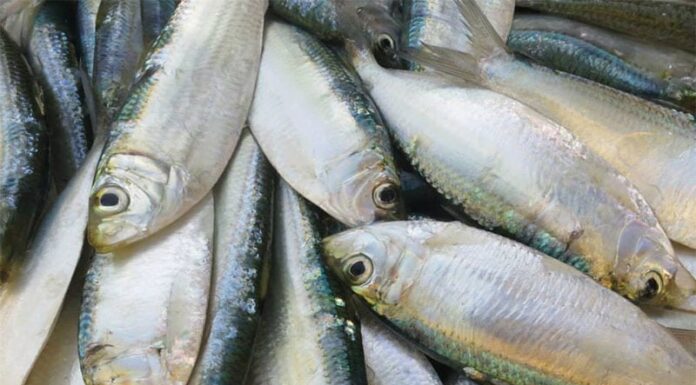 3 Types of Fish That Are as Good as Salmon, But Way Cheaper: A Healthy and Affordable Alternative.