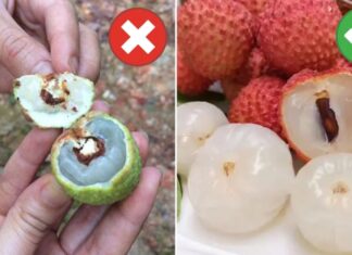 “The Ultimate Guide to Choosing Moth-Proof, Durable Fabric with a Fine Weave”