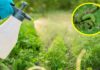 “The Ultimate Guide to Making Natural Pesticides: Achieve Maximum Effectiveness While Saving Costs and Ensuring Safety”