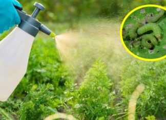 “The Ultimate Guide to Making Natural Pesticides: Achieve Maximum Effectiveness While Saving Costs and Ensuring Safety”