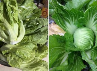 The Ultimate Calcium-Rich Veggie: A Single Leafy Delight Serves Up Eight Times More Calcium Than Fish!