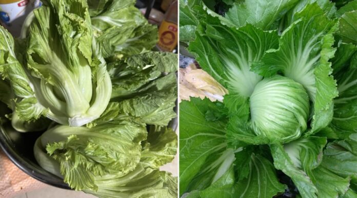 The Ultimate Calcium-Rich Veggie: A Single Leafy Delight Serves Up Eight Times More Calcium Than Fish!