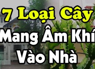 7 Types of Plants That Bring Negative Energy Into Your Home: Discover the Plants That Wither as You Thrive, and Remove Them Before It’s Too Late!