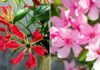 5 Ornamental Plants with Beautiful Blooms but Beware: They’re Toxic!