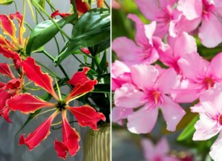 5 Ornamental Plants with Beautiful Blooms but Beware: They’re Toxic!