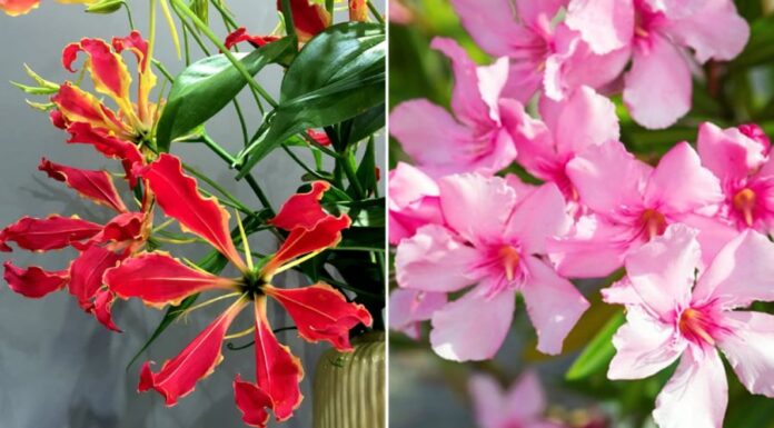 5 Ornamental Plants with Beautiful Blooms but Beware: They’re Toxic!