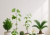 The Green Thumb’s Guide to Indoor Bliss: 6 Houseplants to Bring Peace, Prosperity, and Positive Vibes