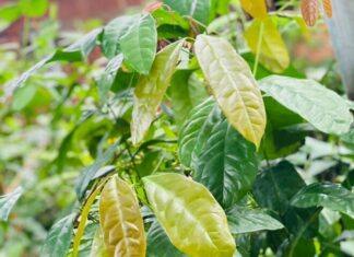 “Wild Weed to Cultivated Delicacy: How a Foraged Foliage Became a Prized Dish Worth 150,000 VND per Kilogram, Available All Year Round with Just One Planting.”