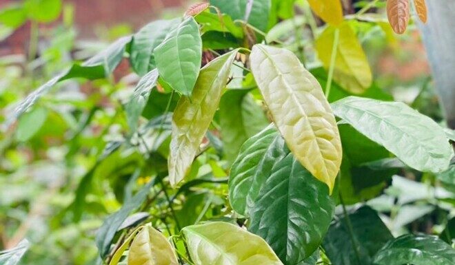 “Wild Weed to Cultivated Delicacy: How a Foraged Foliage Became a Prized Dish Worth 150,000 VND per Kilogram, Available All Year Round with Just One Planting.”