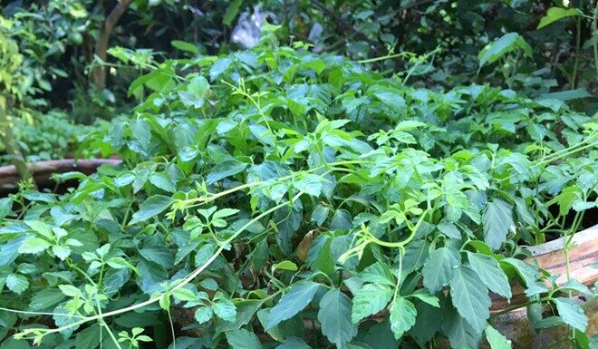 “Weed or Wonder Drug? The Wild Plant Taking Vietnam by Storm”