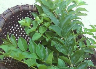 Wild Fence-Growing Herb: Summer’s Delicacy, a Unique Flavor Profile that Commands a Premium Price of $4.30/lb.