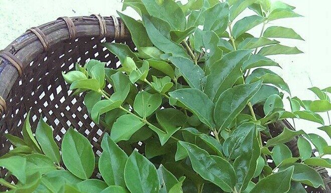 Wild Fence-Growing Herb: Summer’s Delicacy, a Unique Flavor Profile that Commands a Premium Price of $4.30/lb.