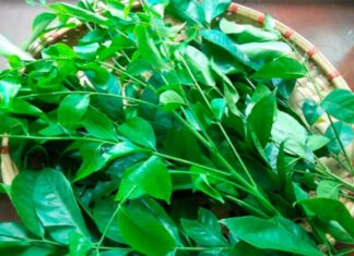 Wild Weeds Turned Delicacy: A Summer Favorite with a Unique Flavor Profile, Fetching 200,000 VND per kg.