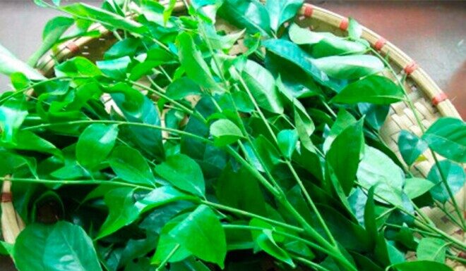 Wild Weeds Turned Delicacy: A Summer Favorite with a Unique Flavor Profile, Fetching 200,000 VND per kg.