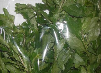 The Wild Fence-Growing Herb: A Delicate Delicacy Worth Hunting For