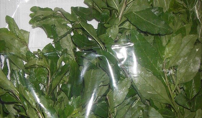 The Wild Fence-Growing Herb: A Delicate Delicacy Worth Hunting For