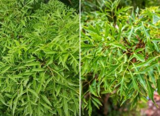 “The Ultimate Guide to Planting Asian Alder: Nurture a Thriving Tree for a Prosperous and Wealthy Home”