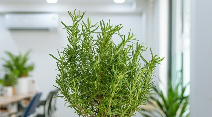 The Healing Herbs of Vietnam: An Unknown Wonder for Health and Beauty