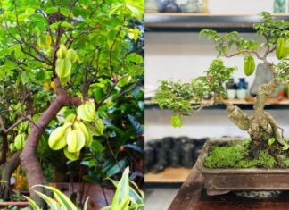 “Attract Wealth and Prosperity: The Power of the Carambola Tree in Feng Shui”