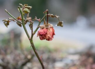 Title: Ancestral Advice: Uncover the 3 Trees Blocking Your Fortune and Prosperity – What Are They?