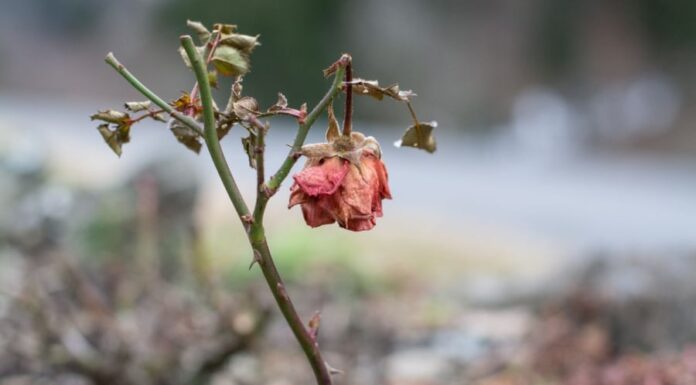 Title: Ancestral Advice: Uncover the 3 Trees Blocking Your Fortune and Prosperity – What Are They?