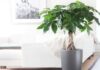 5 Feng Shui House Plants That Bring Positive Energy, Prosperity, and Well-being to Your Home