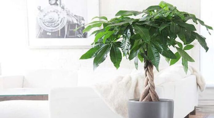 5 Feng Shui House Plants That Bring Positive Energy, Prosperity, and Well-being to Your Home