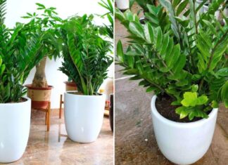 “The Lucky Money Tree: How to Place it in Your Home for Maximum Wealth”