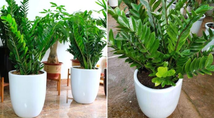 “The Lucky Money Tree: How to Place it in Your Home for Maximum Wealth”