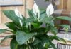 The Magic of Houseplants: A Natural Air Purifier for Your Bathroom